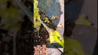 How to Remove Squash Vine Borer larvae from Plant !  #shorts #garden #viral