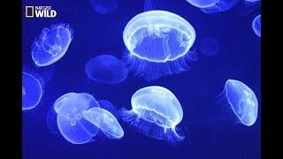 National Geographic - Jellyfish: How to capture the prey and defense  - Wildlife Animals