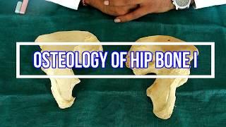 Osteology of Hip bone I Side side determination | Anatomical Position | Attachments | Applied