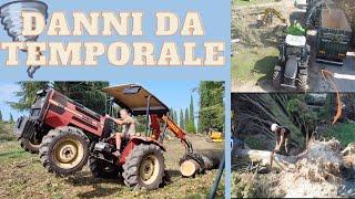 DISASTRO DA TEMPORALE! CIPPATURA E FRESATURA DEI CEPPI / STORM DISASTER! CHIPING AND STUMP MILLING