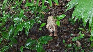 キノコ狩りで雨に濡れた子犬に出会う