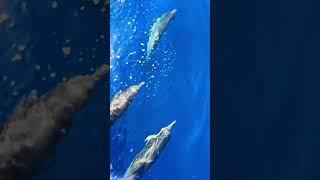Море Сардинии вчера кипело жизнью#сардиния #италия #морскиепрогулки #отдыхвиталии #shorts #влоги
