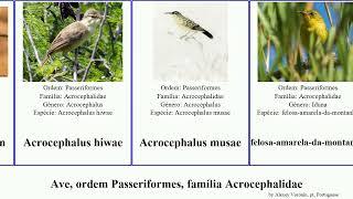 Ave, ordem Passeriformes, família Acrocephalidae acrocephalus bird rama australis familiaris kingi