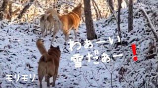 朝起きてびっくりの初雪～張り切るモリモリと仲間たち(11/7撮影)