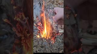 PERSONAL record bow drill. FASTEST ember to flames! #bushcraft #primitive #firestarter