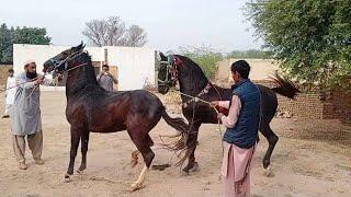 Best Arabic Horse Breeding Race Horse Marwari Unbelievable beautiful meetings #viralyoutubevideos