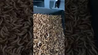 superworm farm