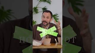 How to get free house plants - my simple guide to “potting on” indoor plants. #plants #houseplants