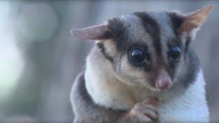 Squirrel Glider Rescue and Release