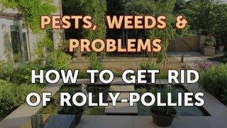 How to Get Rid of Rolly-Pollies