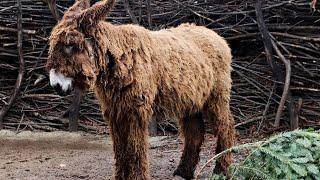 The Fascinating Facts About Poitou Donkey | The Surprising Impression of Poitou Donkey |