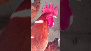 Rooster Crowing Sound Effect 