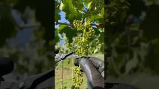 Grape Farming #satisfying #farming