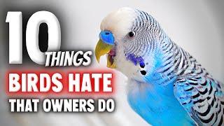 10 Things Birds HATE That Owners Do