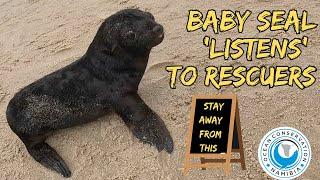 Baby Seal ‘Listens’ To Rescuers