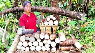 Single Women Harvesting Giant Taro,cassava,potatoes Goes To Market Sell | Ella - Free Bushcraft