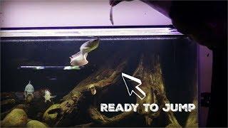 My Silver Arowana's New Meal For Fast Growth