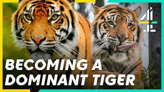 Helping A Sumatran TIGER  Find Her CONFIDENCE | The Secret Life of the Zoo