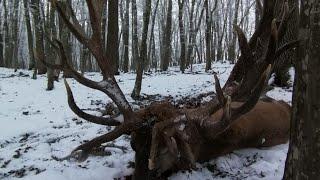 Hirschjagd bei Schnee | Hunterslife