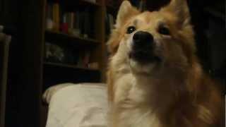 Icelandic sheepdog Alisa talking