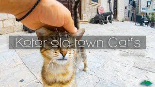 Kotor Old Town ~ Discover Montenegro in colour ™ | Cat's Guide strolling video  #kotor