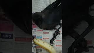 Rescued crow #urbanwildlife #indiancrow #crowfeeding