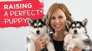 How To Set Your New Puppy Up For Success
