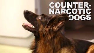 Counter-narcotics training for dog handlers