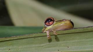 The Spectacular Forests Of Cuba | The Wild Place | BBC Studios