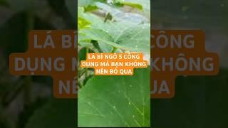 LÁ BÍ NGÔ 5 CÔNG DỤNG MÀ BẠN KHÔNG NÊN BỎ QUA
