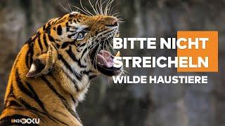 WILDE BEGLEITER: Raubtiere zum Kuscheln! | Bitte nicht streicheln - Wilde Haustiere | DOKU