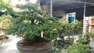 VƯỜN LINH SAM LỚN TẠI PHÚ YÊN - BONSAI VN