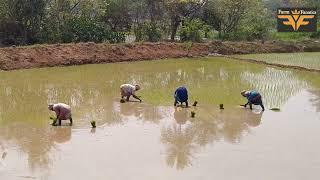 Paddy Planting Process |John Deere Tractors |Farm Fanatics