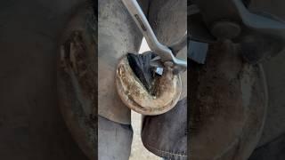 Helping horse with long feet! #farrier #asmrcommunity #oddlysatisfying