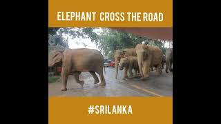 Elephant  Cross the Road