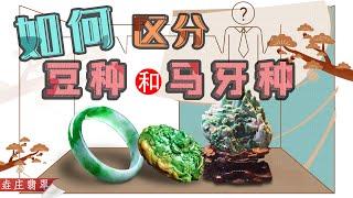 什麼是翡翠的豆種和馬牙種？【翡翠原石知識技巧講堂-十九】