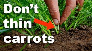 You Will Wish You Watched This Before Thinning Carrots!