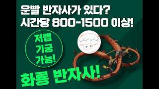 거상 반자사)운빨 반자사가 있다? 시간당 800만원에서 1500만원 수익이 나는 화룡 40시간 사냥 리뷰!