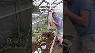 Growing Tomatoes Organically