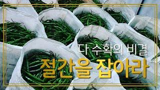 다 수확의 비결.절간을 잡아라.(사람이고 나무고 누워야 자식이 생기죠)