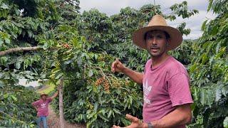 DIRIN REVEALED THE SECRET OF HIS FARM, PRODUCING A LOT OF COFFEE IN A SMALL SPACE.