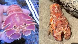 Slipper Lobster  The Most Bizarre Lobster!