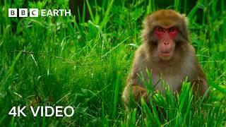 Top 5 Monkey Moments | 4K UHD | BBC Earth