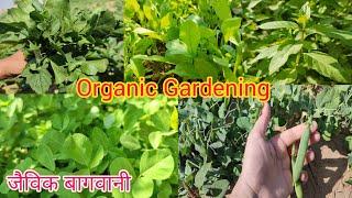 Homegrown Vegetables|How to Grow Vegetables at home| Organic Gardening|Kitchen Garden|Variety Vision