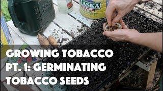 Growing Tobacco Pt. 1: Germinating Tobacco Seeds