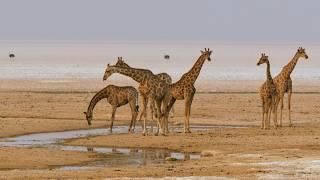 Southern Africa, wildlife along the water