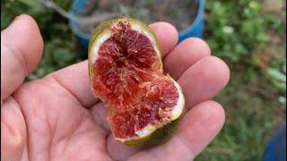 White Madeira #1 Fig Tree…My Most Productive In Central Florida Zone 9B 10/30/24