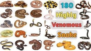 Highly Venomous Snakes Vocabulary ll 180 Highly Venomous Snakes name in English ll Poisonous Snakes