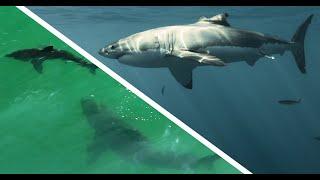 Great White Shark's Recovery Abilities Are Incredible!