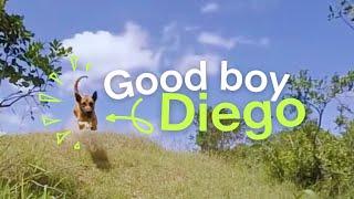 #GoodBoyDiego the anti-poaching dog: a rhino’s best friend